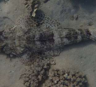 Schnorcheln Marsa Alam