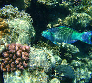 Šnorchlování na domovském útesu