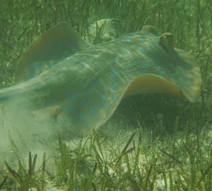 Blaupunktrochen im Seegras / Lagune