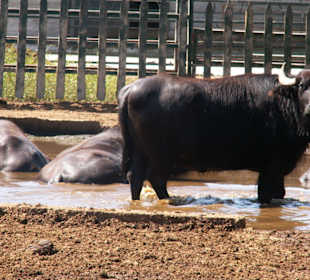 Wasserbüffel auf der Rani-Farm nehmen ein Bad