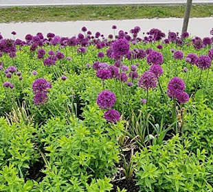 Am Eingang schon die Blumen