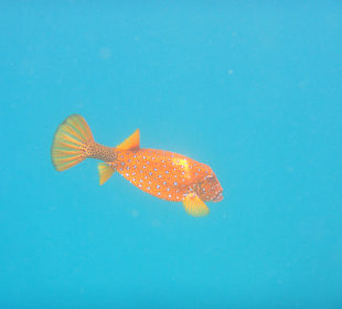 Schnorcheln Hausriff Bild 6