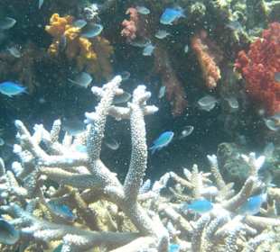 Разве не прелесть все эти сочетания красок?