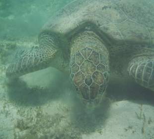 Riesenschildkörte beim Ausflug