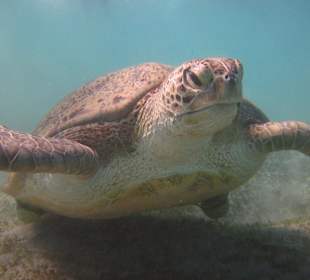 Schildkröte