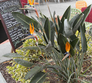 Altstadt Monterosso al Mare