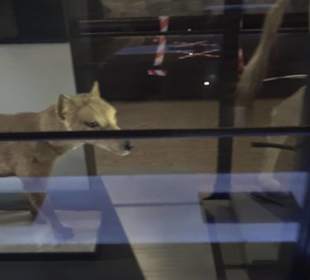 Museum für Naturkunde