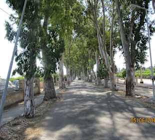 Wunderschöne Eukalyptusallee ins Dorf