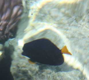 Einer der zahlreichen Fische