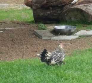 Tiergehege im Kurpark