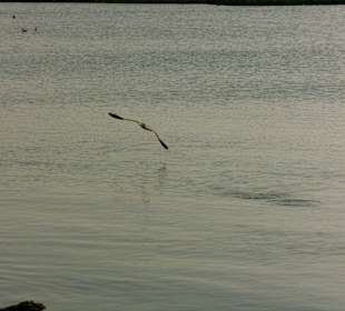 Eforie Sud