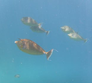 Рыбы Макади