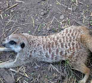 Erdmännchen