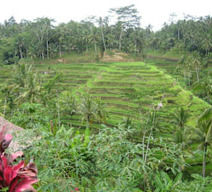 Reisterrassen auf Bali