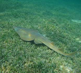 Geigenrochen im Seegrass