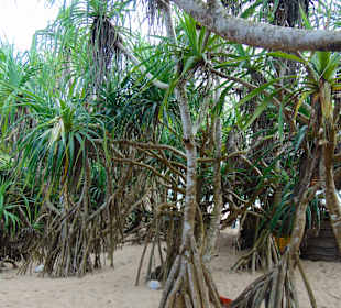 Jungle Beach Bar in Ahungalla