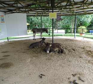 Eselpark-Impressionen