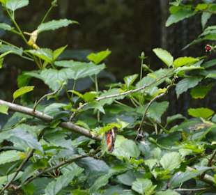 Poring Hot Springs - Schmetterlingsgarten