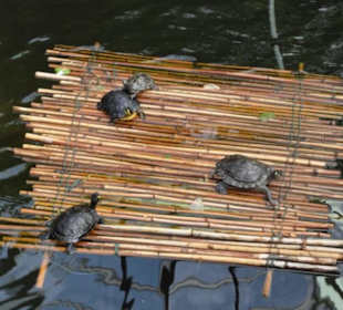 Insel Mainau 08/2017