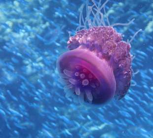 Qualle am Hausriff
