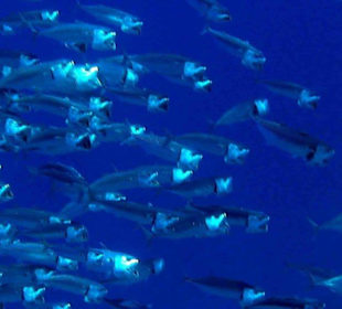 Fischschwarm mit Mund auf