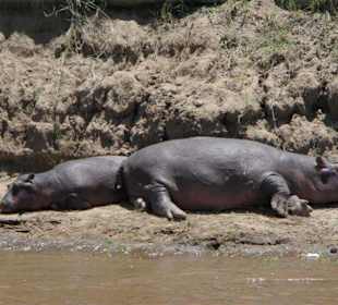 Hippos am Mara River