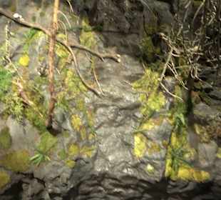 Naturparkzentrum Ruhestein