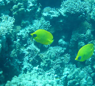 Schnorcheln am Riff
