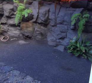 Fundacion Cesar Manrique