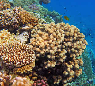 Schnorcheln am Hausriff