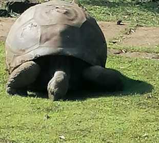 Sir Seewoosagur Ramgoolam Botanical Garden / Pamplemousses B