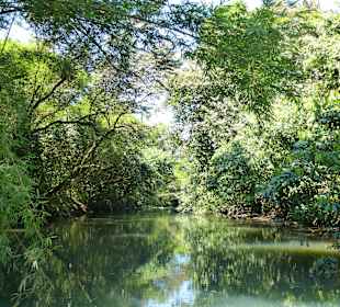 In den Mangrovenwäldern