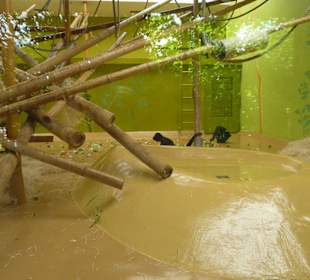 Klammeraffen Innengehege