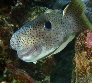 Kugelfisch