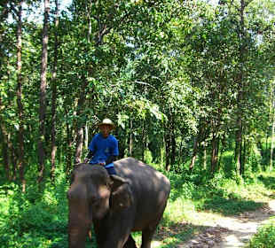 Passeggiata nella foresta