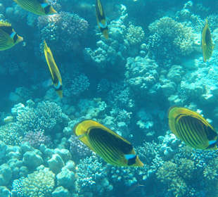 Unterwassewelt Hausriff