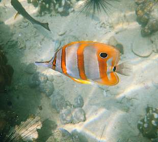 Schnorcheln am Haus-Riff