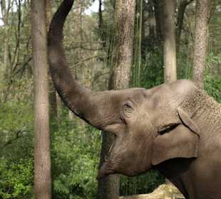 Elefant