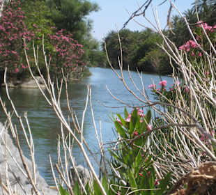 Palmenwald und Fluss