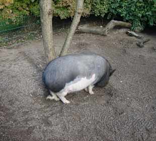Hängebauchschwein