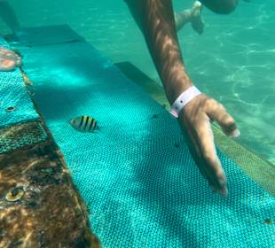 Schnorcheln Hurghada