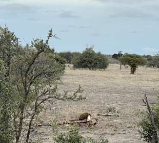 Tiere im Etosha Park