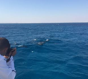 Delfine in freier Wildbahn