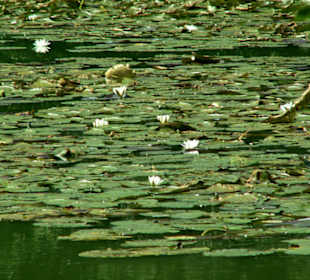 Seerosenteppich