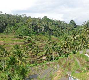 Blick auf die Terrassen