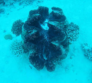 Tagestour mit Poseidon-Cruises