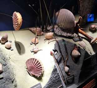 In der Abteilung Meer und Tiefsee