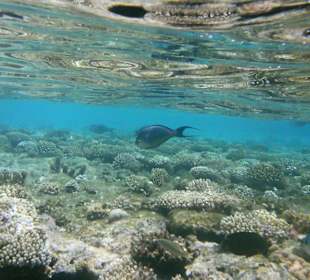 Unterwasserwelt Hotel Sharm Plaza