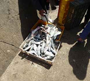 Frischer Fisch, direkt aus dem Meer