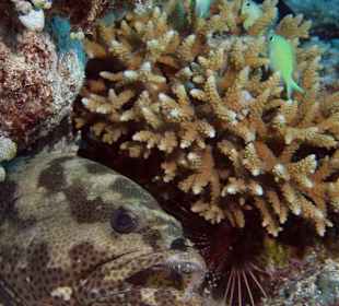 Zackenbarsch mit Rotfeuerfisch